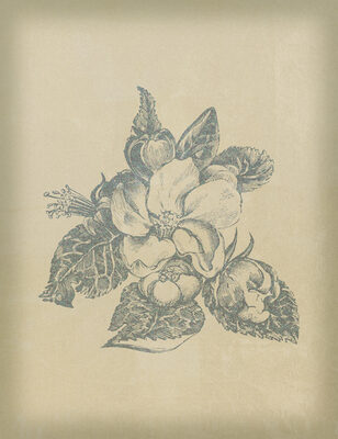 Image Not Available